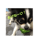 ✩.*˚チワワんずとその仲間ᵕ̈*（個別スタンプ：14）