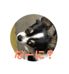 ✩.*˚チワワんずとその仲間ᵕ̈*（個別スタンプ：15）