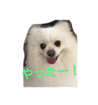白ポメのピースちゃん（個別スタンプ：1）