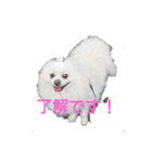 白ポメのピースちゃん（個別スタンプ：4）