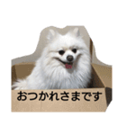 白ポメのピースちゃん（個別スタンプ：5）