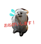 白ポメのピースちゃん（個別スタンプ：7）