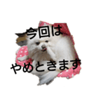 白ポメのピースちゃん（個別スタンプ：10）