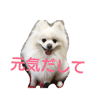 白ポメのピースちゃん（個別スタンプ：11）
