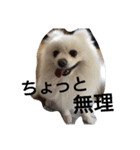 白ポメのピースちゃん（個別スタンプ：12）