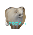 白ポメのピースちゃん（個別スタンプ：17）