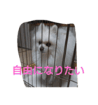 白ポメのピースちゃん（個別スタンプ：19）