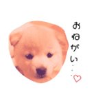 わんこくらぶ（個別スタンプ：1）