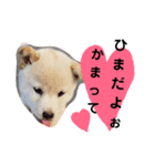 わんこくらぶ（個別スタンプ：7）