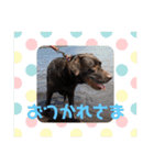 Lafin2（個別スタンプ：5）