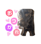 Lafin2（個別スタンプ：13）
