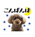 トイプードルのアポロくん（個別スタンプ：3）