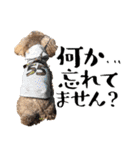 トイプードルのアポロくん（個別スタンプ：5）