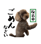 トイプードルのアポロくん（個別スタンプ：8）