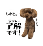 トイプードルのアポロくん（個別スタンプ：9）