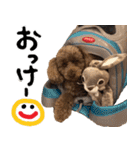 トイプードルのアポロくん（個別スタンプ：10）