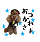 トイプードルのアポロくん（個別スタンプ：11）
