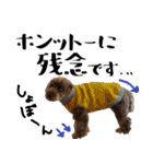 トイプードルのアポロくん（個別スタンプ：19）