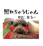 トイプードルのアポロくん（個別スタンプ：26）