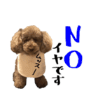 トイプードルのアポロくん（個別スタンプ：27）