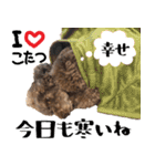 トイプードルのアポロくん（個別スタンプ：29）
