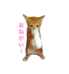RAI.rai（個別スタンプ：1）