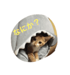RAI.rai（個別スタンプ：3）