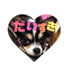 蓮 生まれは 秋田（個別スタンプ：1）