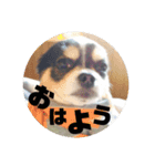 蓮 生まれは 秋田（個別スタンプ：2）