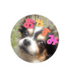 蓮 生まれは 秋田（個別スタンプ：3）