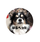 蓮 生まれは 秋田（個別スタンプ：4）