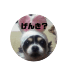 蓮 生まれは 秋田（個別スタンプ：5）