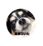 蓮 生まれは 秋田（個別スタンプ：11）