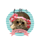 ゆるネコの癒し！（個別スタンプ：1）