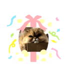 ゆるネコの癒し！（個別スタンプ：6）