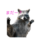 可愛い！動物のスタンプ（個別スタンプ：2）