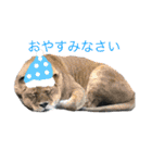 可愛い！動物のスタンプ（個別スタンプ：3）