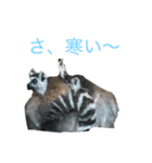 可愛い！動物のスタンプ（個別スタンプ：17）
