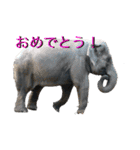 可愛い！動物のスタンプ（個別スタンプ：20）