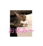 クロエちゃん（白キジトラ）（個別スタンプ：3）