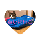クロエちゃん（白キジトラ）（個別スタンプ：5）