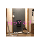 クロエちゃん（白キジトラ）（個別スタンプ：6）