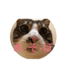 クロエちゃん（白キジトラ）（個別スタンプ：7）