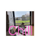 クロエちゃん（白キジトラ）（個別スタンプ：8）