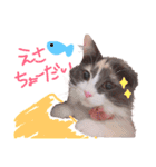 もふもふねこのもふちゃん（個別スタンプ：1）
