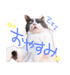 もふもふねこのもふちゃん（個別スタンプ：2）
