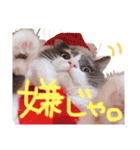 もふもふねこのもふちゃん（個別スタンプ：3）