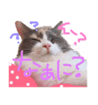 もふもふねこのもふちゃん（個別スタンプ：4）
