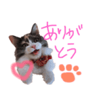 もふもふねこのもふちゃん（個別スタンプ：5）