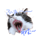 もふもふねこのもふちゃん（個別スタンプ：6）